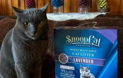 Snoopcat At Your Home