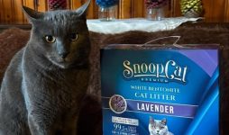 Snoopcat At Your Home