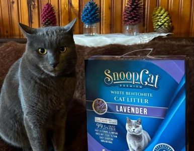 Snoopcat At Your Home